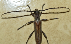 Aneflus glabropunctatus