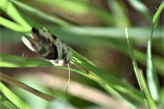 Ponometia candefacta