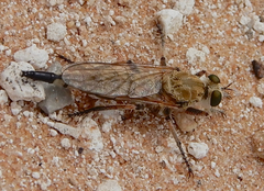 Proctacanthella