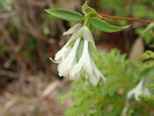 Lonicera strophiophora iNat (1)