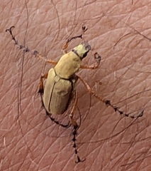 Macrodactylus subspinosus