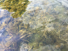 Potamogeton berchtoldii