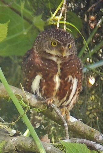 Costa Rican Pygmy Owl (Glaucidium costaricanum), photo 8