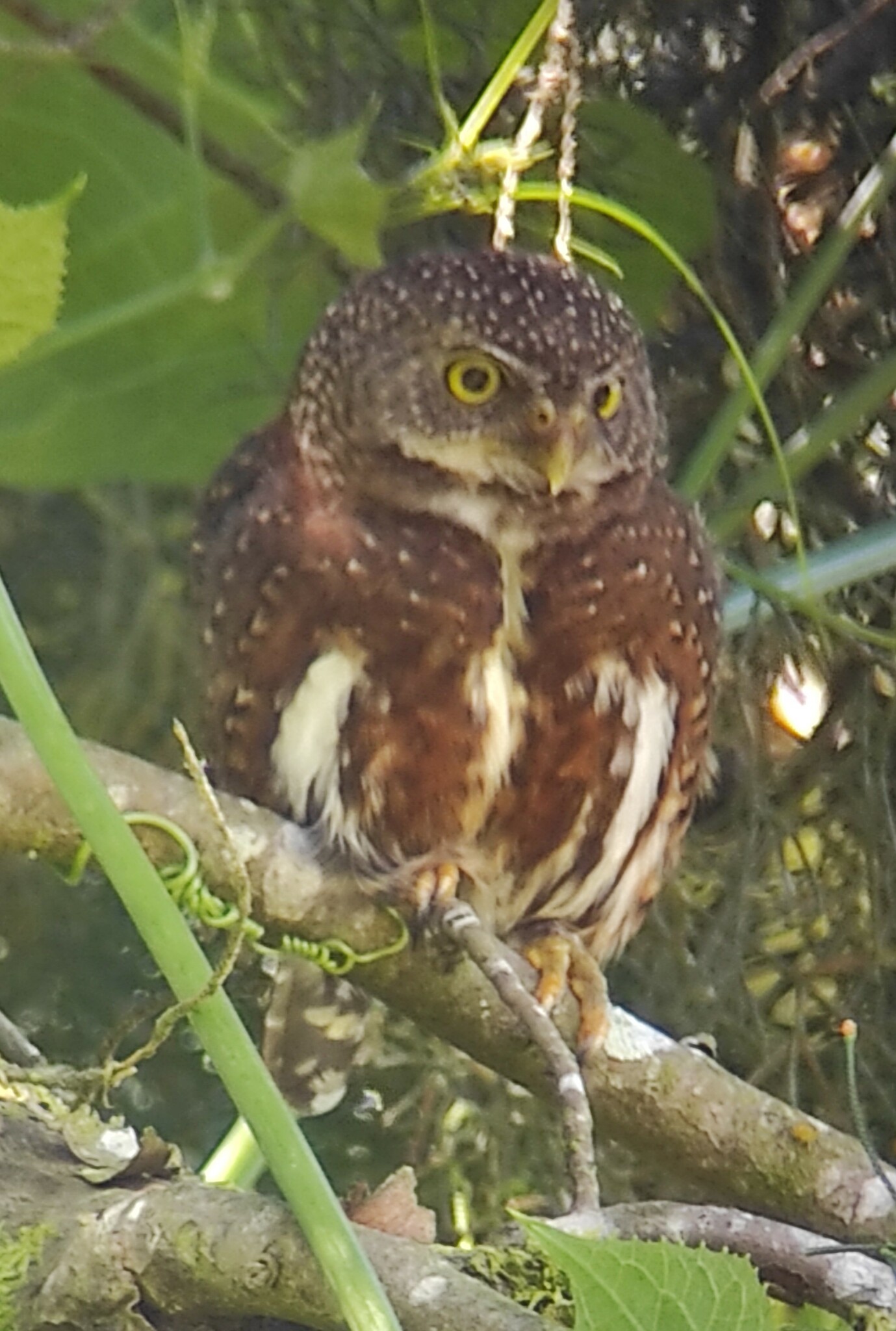 Costa Rican Pygmy Owl (Glaucidium costaricanum), photo 10