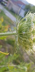 Misumena vatia