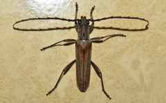 Aneflus glabropunctatus