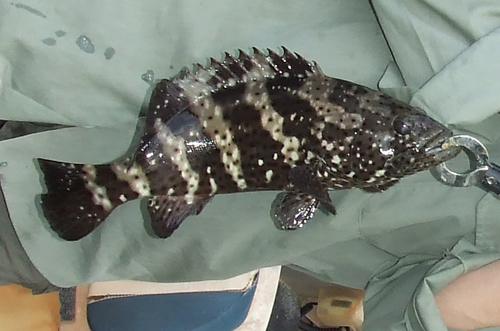 Malabar Grouper
