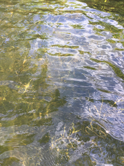 Potamogeton zosteriformis