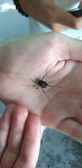 Egaenus convexus