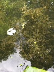 Najas guadalupensis