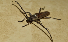 Aneflus glabropunctatus