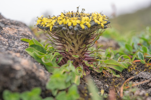 Soroseris