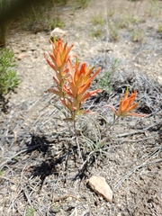 Castilleja linariifolia
