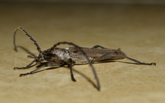 Aneflus glabropunctatus