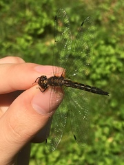 Dorocordulia lepida