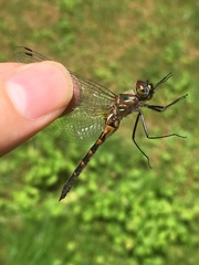 Dorocordulia lepida