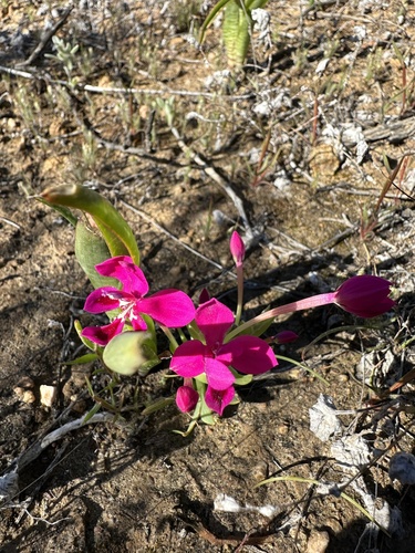 Lapeirousia silenoides