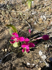 Lapeirousia silenoides