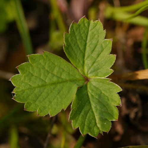 Barren Strawberry
