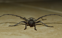 Aneflus glabropunctatus