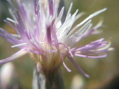 Jurinea stoechadifolia