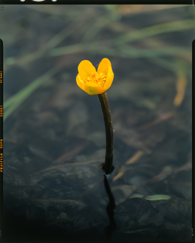 Nuphar submersa iNat (2)