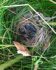 Passerculus sandwichensis