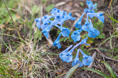 Corydalis ecristata