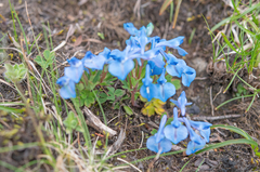 Corydalis ecristata, photograph Morten Ross, CC BY, iNaturalist via GBIF