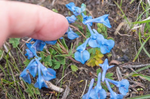 Corydalis ecristata, photograph 2