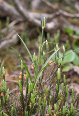(c) Morten Ross, some rights reserved (CC BY) Lilium nanum, photograph (c) Morten Ross, some rights reserved (CC BY)