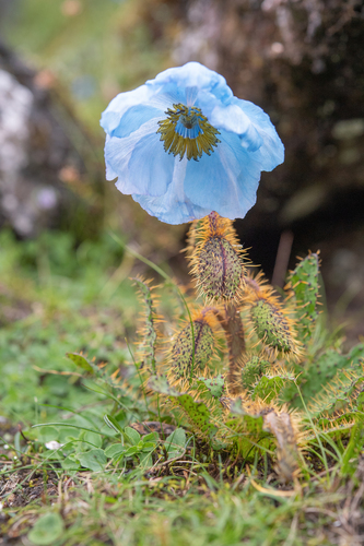 Meconopsis horridula, photograph 3