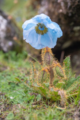 Meconopsis horridula, photograph (c) Morten Ross, some rights reserved (CC BY)