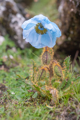 Meconopsis horridula, photograph (c) Morten Ross, some rights reserved (CC BY)