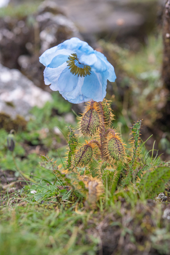 Meconopsis horridula, photograph 5