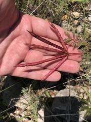 Desmanthus velutinus