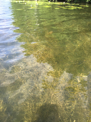 Potamogeton pusillus