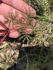 Desmanthus velutinus