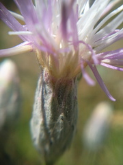 Jurinea stoechadifolia