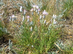 Jurinea stoechadifolia