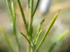 Jurinea stoechadifolia