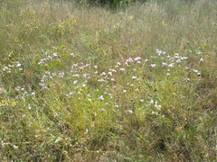 Jurinea stoechadifolia