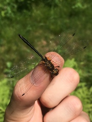 Dorocordulia lepida