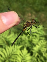Dorocordulia lepida