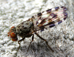 Pseudotephritis approximata