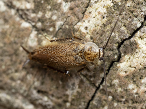 Lesser Cockroach