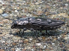 Chalcophora virginiensis