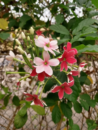 Rangoon Creeper