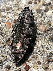 Chalcophora virginiensis