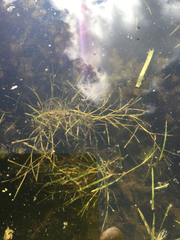 Potamogeton berchtoldii